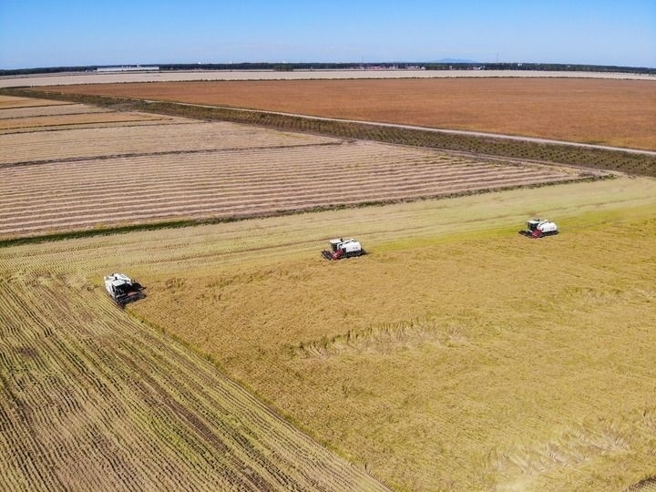 這是在位于黑龍江雙鴨山市友誼縣的北大荒農(nóng)業(yè)股份有限公司友誼分公司一地塊拍攝的水稻收獲現(xiàn)場（2023年9月21日攝，無人機(jī)照片）。新華社記者 王松 攝