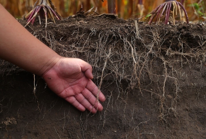在遼寧省鐵嶺縣蔡牛鎮(zhèn)，張莊玉米合作社的農(nóng)民向外地農(nóng)民介紹黑土地保護(hù)和玉米秸稈還田情況（2023年9月26日攝）。新華社記者 楊青 攝