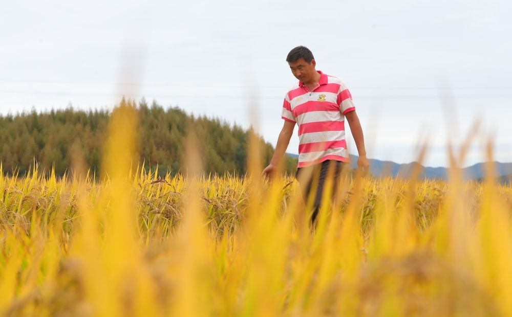在遼寧省撫順市新賓滿族自治縣新賓鎮(zhèn)的水稻田里，農(nóng)民丁輝查看水稻成熟情況（2023年9月25日攝）。新華社記者 楊青 攝