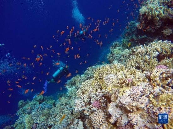  10月2日，人們?cè)诎＜拔髂伟雿u達(dá)哈布藍(lán)洞內(nèi)的珊瑚旁深潛。新華社記者 隋先凱 攝