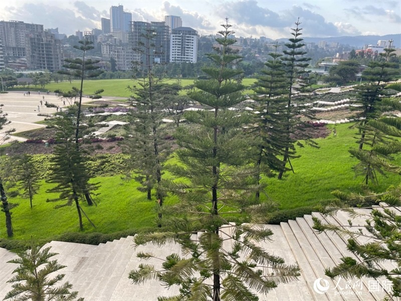 亞的斯亞貝巴友誼廣場的南洋杉。人民網(wǎng)記者 趙艷紅攝