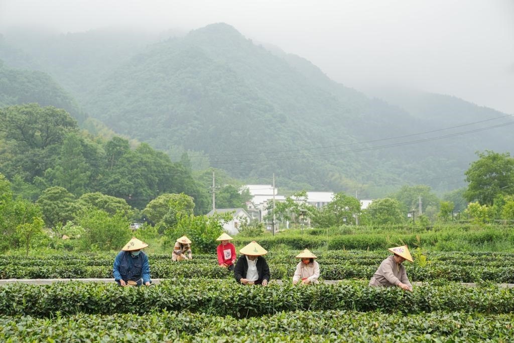2022年5月11日，村民在大灣村生態(tài)茶園內(nèi)采摘茶葉。新華社記者杜宇攝