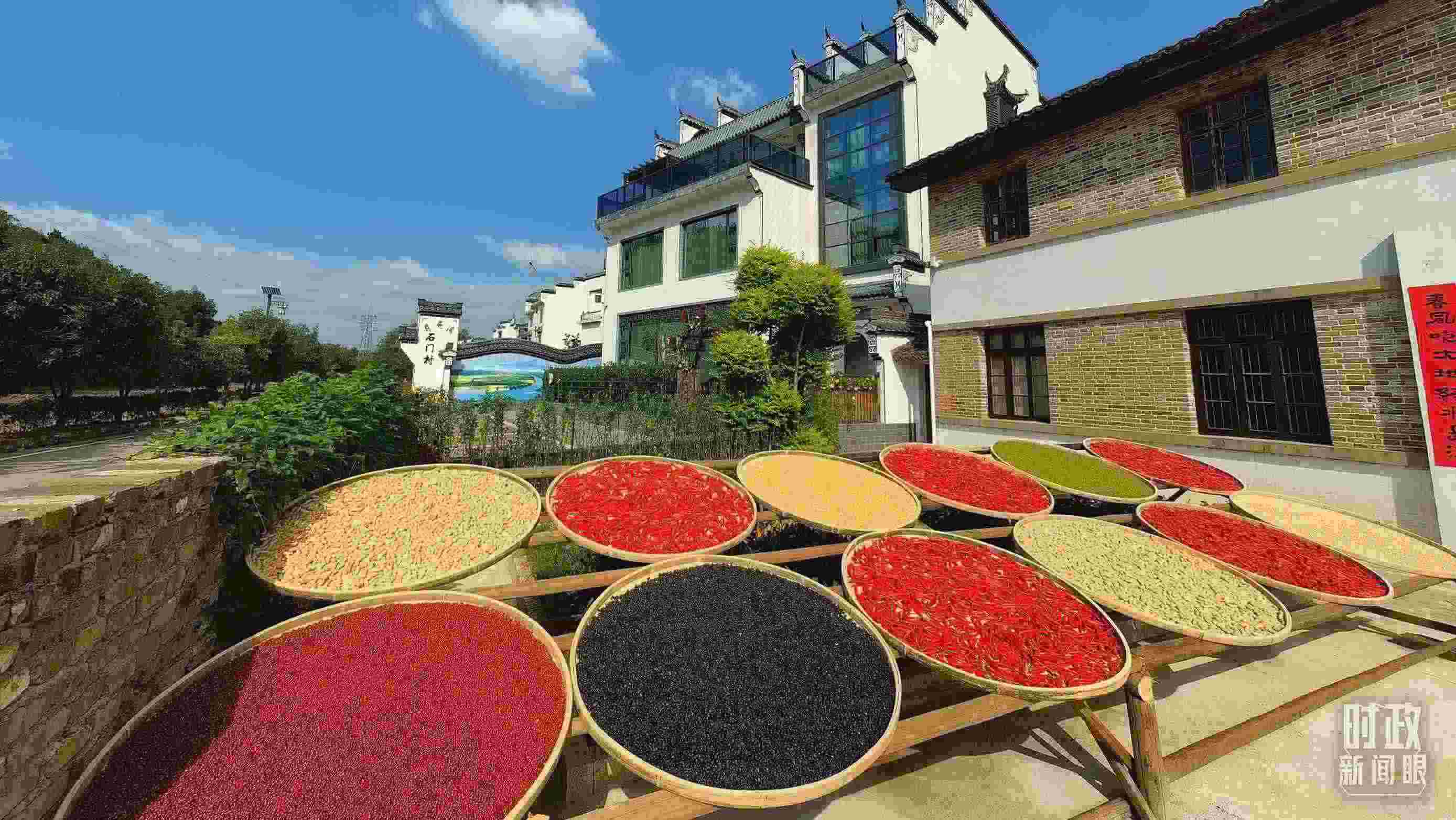 △曬秋農(nóng)俗成為婺源鄉(xiāng)村的一道美麗風景。（總臺央視記者段德文拍攝）