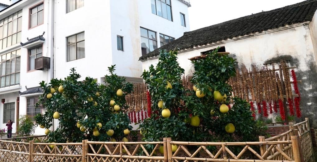 近日在江西省上饒市婺源縣秋口鎮(zhèn)王村石門自然村拍攝的馬家柚。新華社記者 胡晨歡 攝