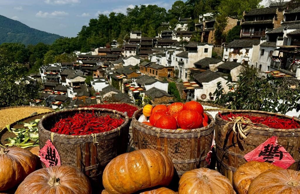 近日拍攝的江西省上饒市婺源縣篁嶺村曬秋畫面。新華社記者 胡晨歡 攝
