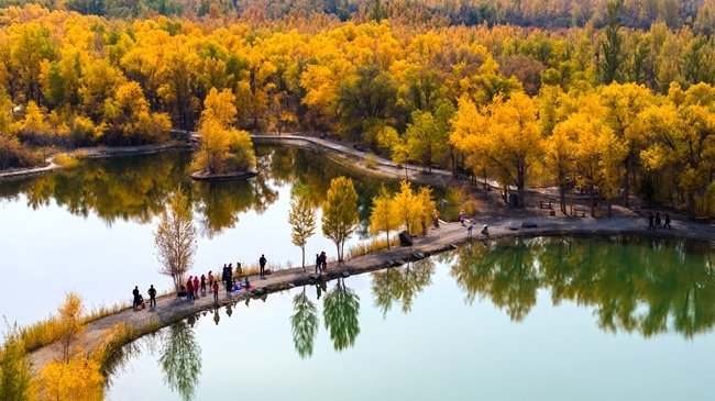 胡楊林金碧耀眼。蘭州局集團(tuán)公司融媒體中心供圖