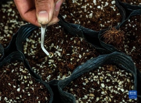 云南錦科花卉工程研究中心里已經(jīng)發(fā)芽的太空種子（4月3日攝）。