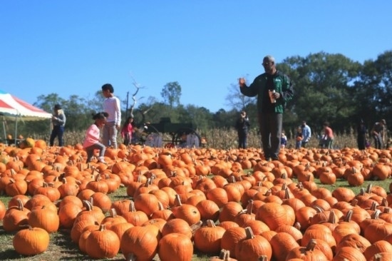  2020年10月31日，在美國新奧爾良市，人們在南瓜農(nóng)場里玩耍。新華社發(fā)（魏蘭攝）