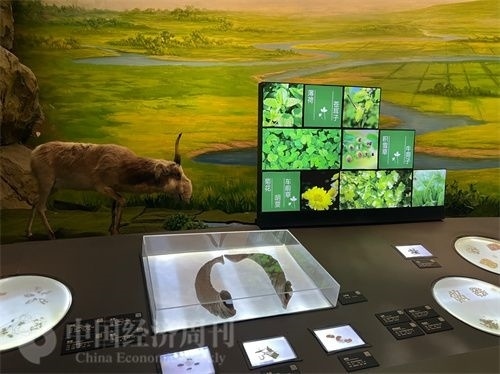  （中醫(yī)藥博物館展出的各類中藥材令人應(yīng)接不暇。中國經(jīng)濟周刊記者 郭志強 攝）