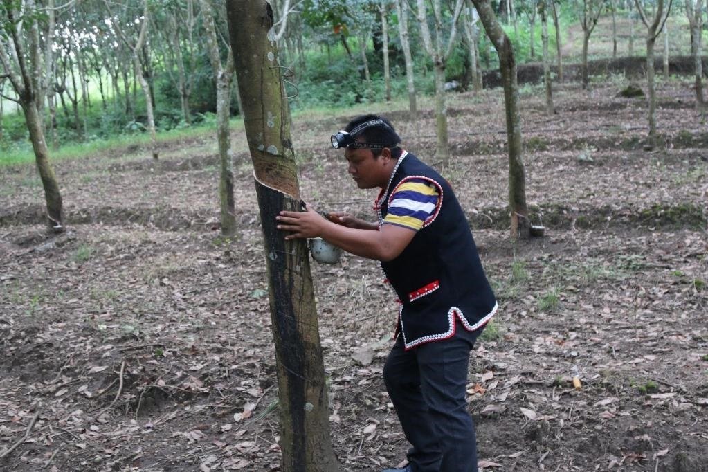 2017年10月，云南省永德縣團(tuán)樹(shù)村佤族膠農(nóng)蔣文富在割膠