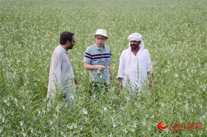 中巴經(jīng)濟(jì)走廊農(nóng)業(yè)合作中心負(fù)責(zé)人席建龍（中）與巴基斯坦當(dāng)?shù)剞r(nóng)戶在芝麻種植園交流作物生長(zhǎng)情況。人民網(wǎng)記者薩義德·邁赫迪攝