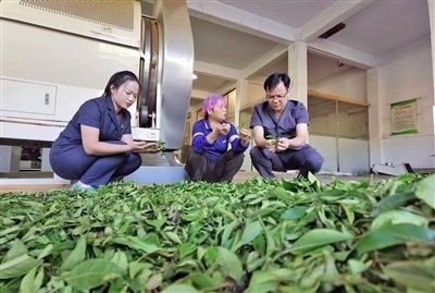  圖③：蒼梧法院六堡法庭法官深入茶企了解企業(yè)生產(chǎn)經(jīng)營情況。