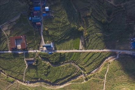 漠源鄉(xiāng)西柚基地。將樂縣農(nóng)業(yè)農(nóng)村局供圖