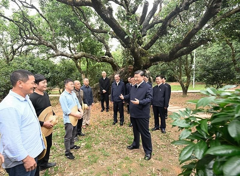 2023年4月11日，習(xí)近平總書記在廣東茂名柏橋村荔枝種植園，同現(xiàn)場(chǎng)技術(shù)人員親切交流。