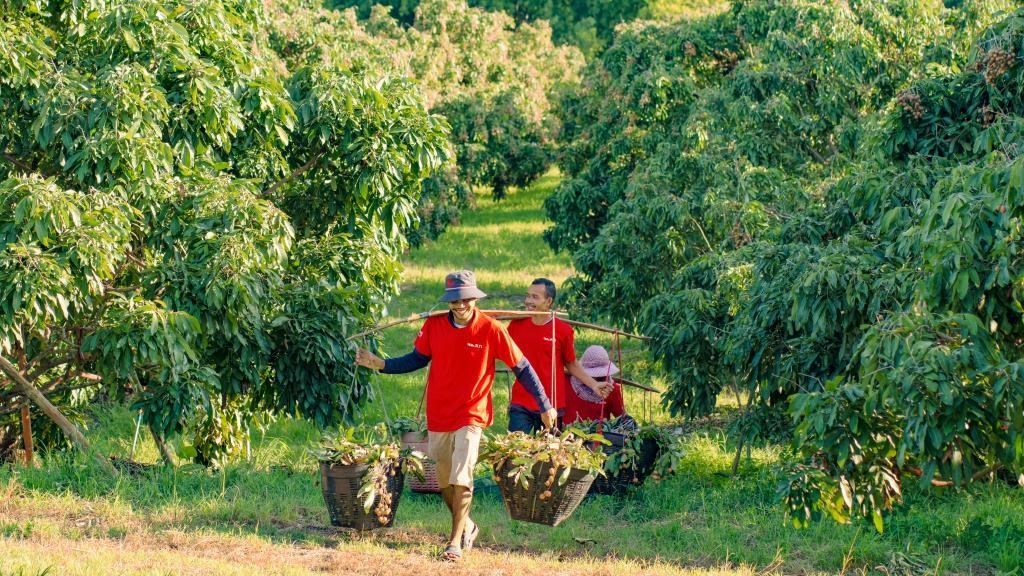 2023年10月，泰國尖竹汶府的龍眼種植園內(nèi)，采果工人正在運(yùn)輸新采摘的龍眼。（黎銀成攝 新華社發(fā)）