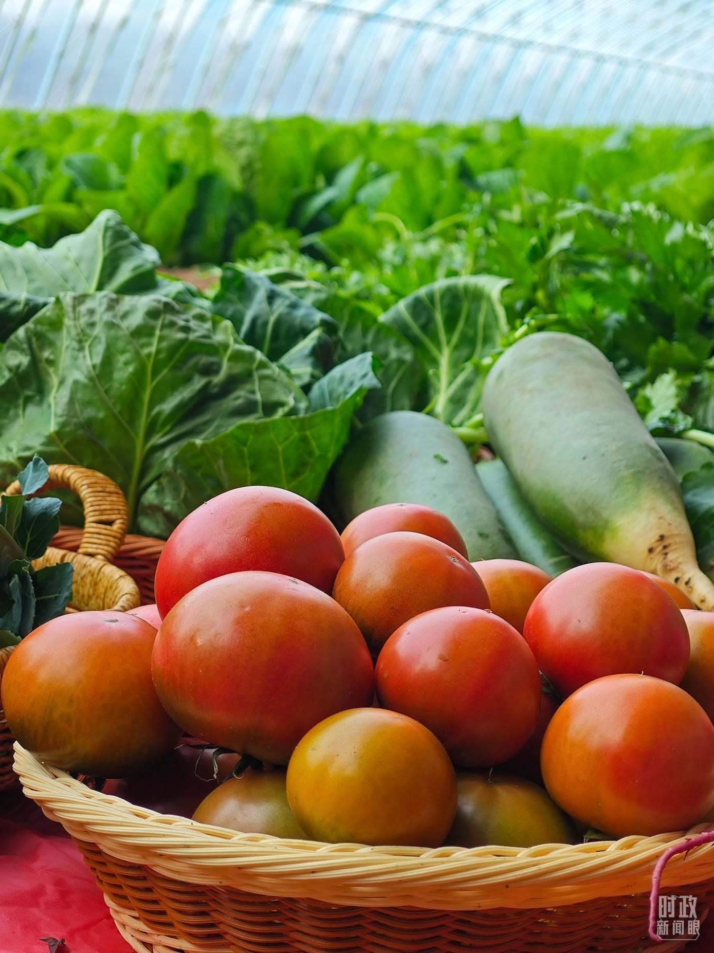 △第六埠村蔬菜大棚，蔬菜收獲頗豐。（總臺央視記者彭漢明拍攝）