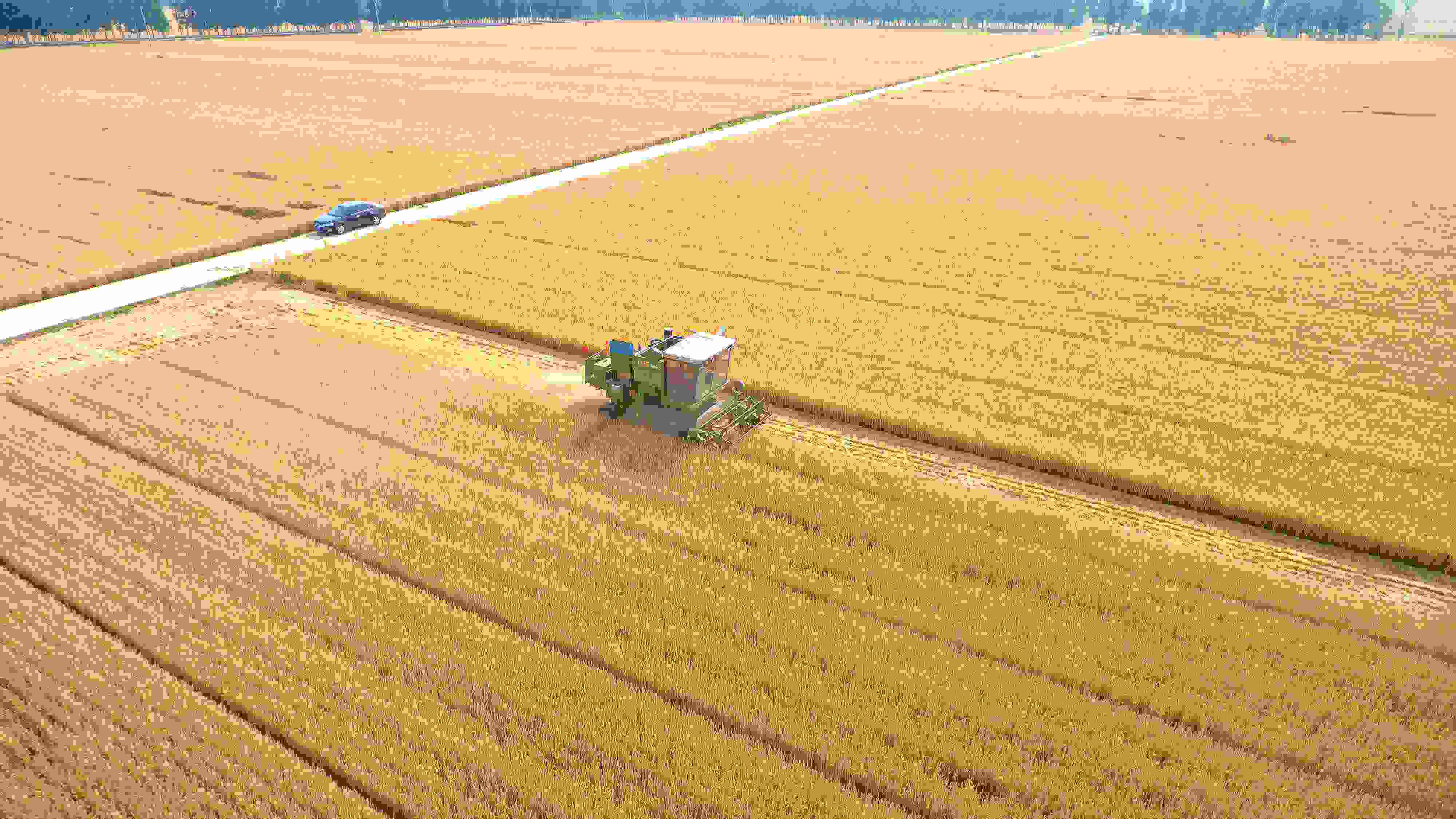 △ 2023年6月5日，山東聊城茌平區(qū)賈寨鎮(zhèn)王藥包村，收割機在田間進行小麥收割作業(yè)。