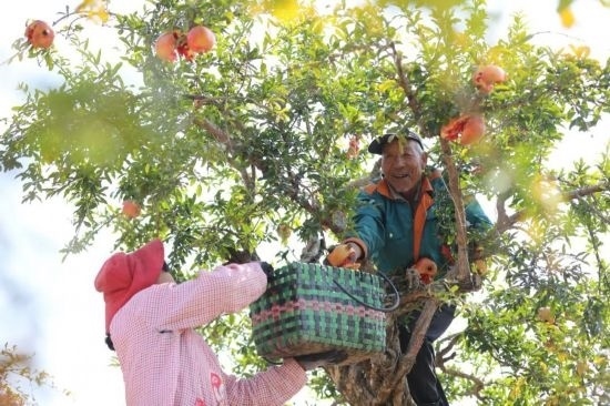 紅彤彤的石榴掛滿枝頭，農(nóng)戶們穿梭在林中采摘，享受著豐收的喜悅。