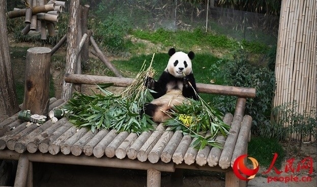 “福寶”享用新鮮的竹子。人民網(wǎng) 李帆攝