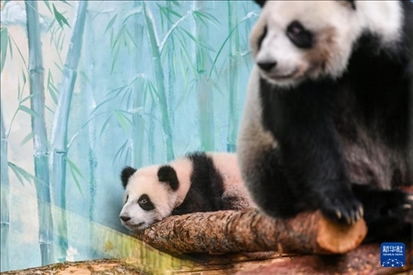 這是3月8日在俄羅斯莫斯科動物園拍攝的大熊貓“喀秋莎”（左）和媽媽“丁丁”。新華社記者 曹陽 攝