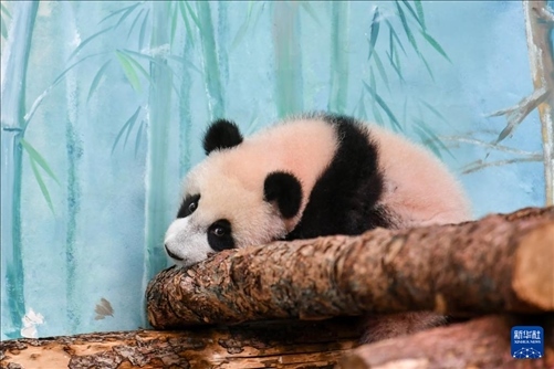 這是3月8日在俄羅斯莫斯科動物園拍攝的大熊貓“喀秋莎”。新華社記者 曹陽 攝