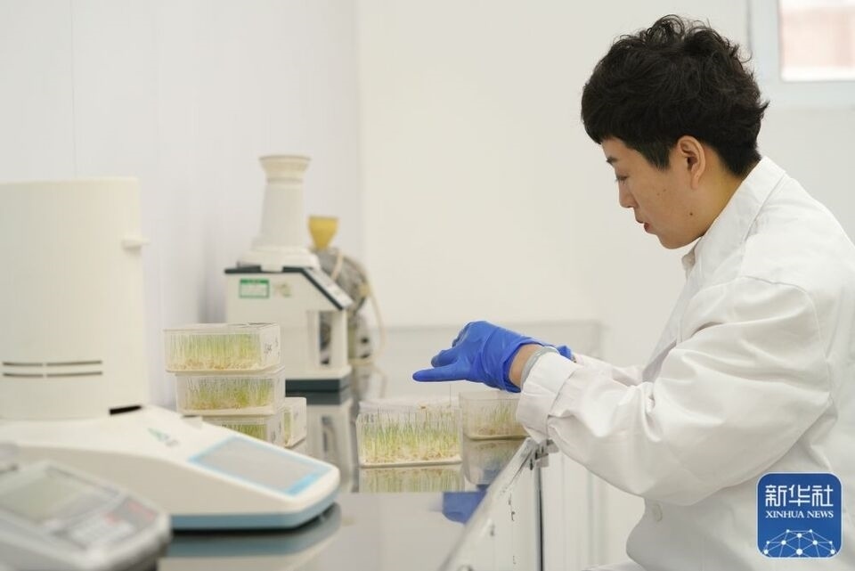 新華全媒+|“大糧倉”黑龍江春耕備耕火熱進行