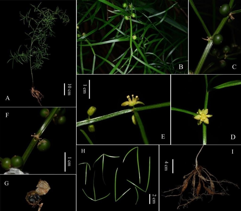圖為大別山天門冬的形態(tài)特征。（中國科學(xué)院武漢植物園供圖）