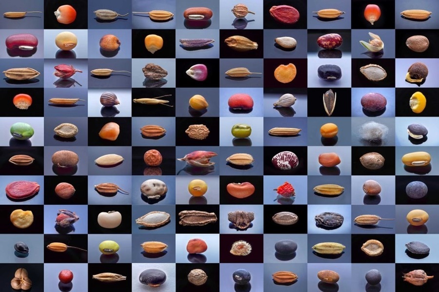 微距鏡頭下，湖南省農(nóng)作物種質(zhì)資源庫(kù)的種子千姿百態(tài)（100個(gè)種子拼版照片）。