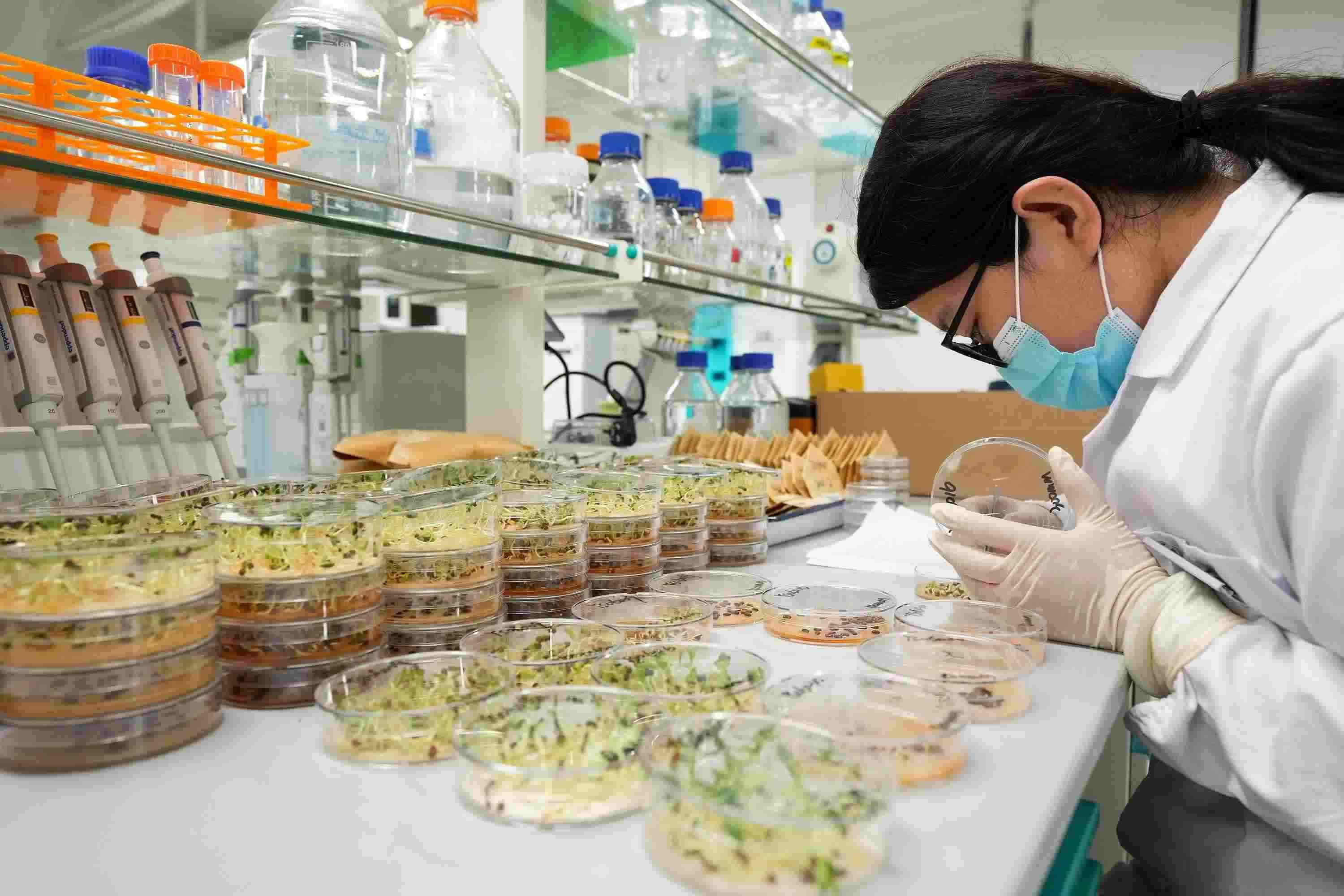 △ 海南三亞崖州灣科技城的崖州灣種子實驗室，科研人員正在觀察種子樣本。