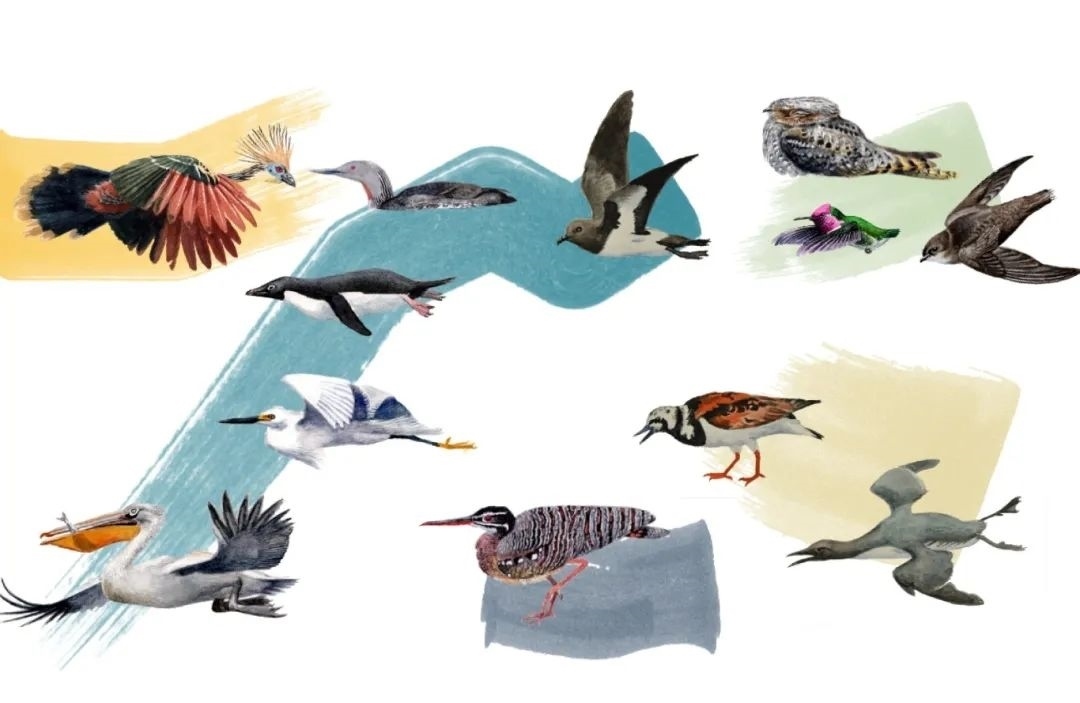 元素鳥類。浙江大學供圖
