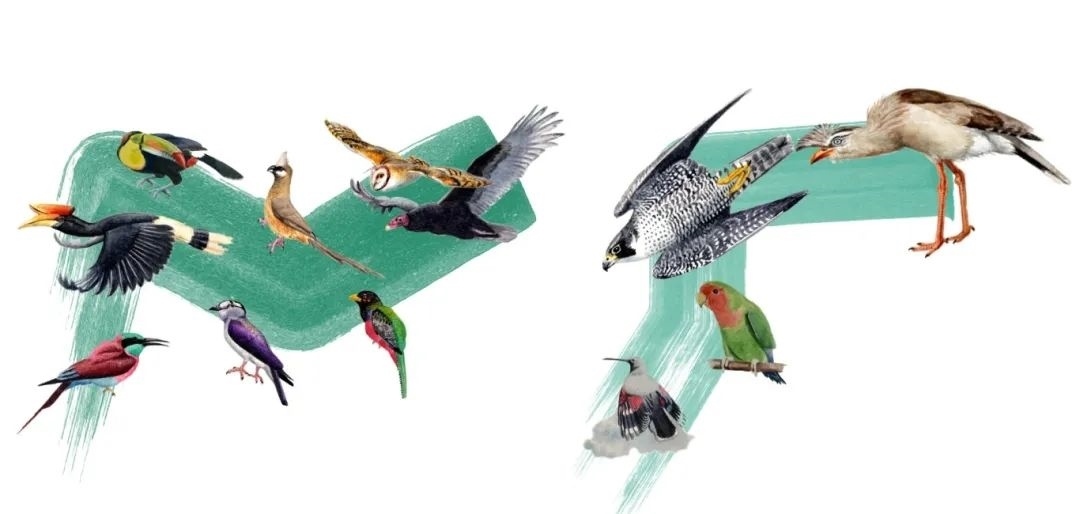 陸鳥類。浙江大學供圖