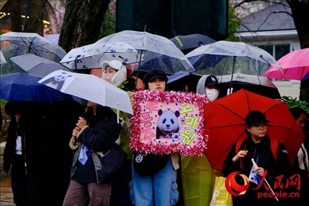 因“福寶”獲得力量和慰藉的年輕粉絲。 人民網(wǎng) 李帆攝