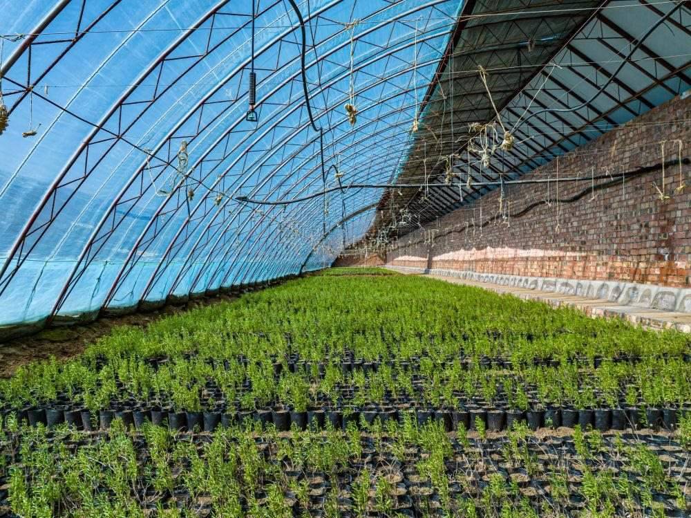 △內(nèi)蒙古一苗圃正在育苗。今年內(nèi)蒙古將投資2200萬(wàn)元保障“三北”工程種苗供應(yīng)，助力打好“三北”工程攻堅(jiān)戰(zhàn)。