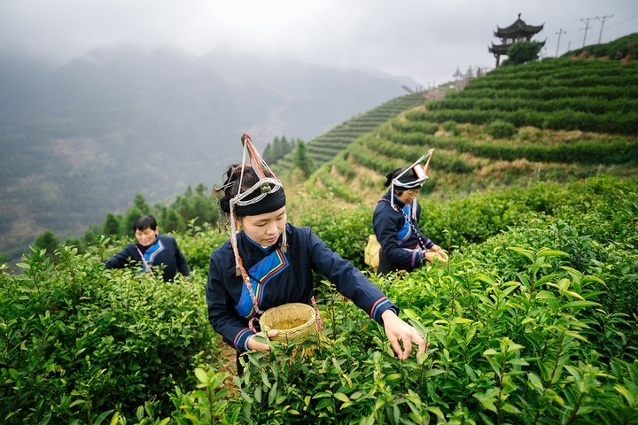 惠明茶采摘。供圖 共享聯(lián)盟·景寧