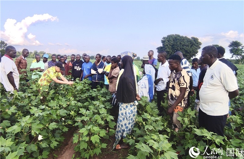 當?shù)孛揶r(nóng)紛紛向中國專家學習技術(shù)。人民網(wǎng)記者 黃培昭攝