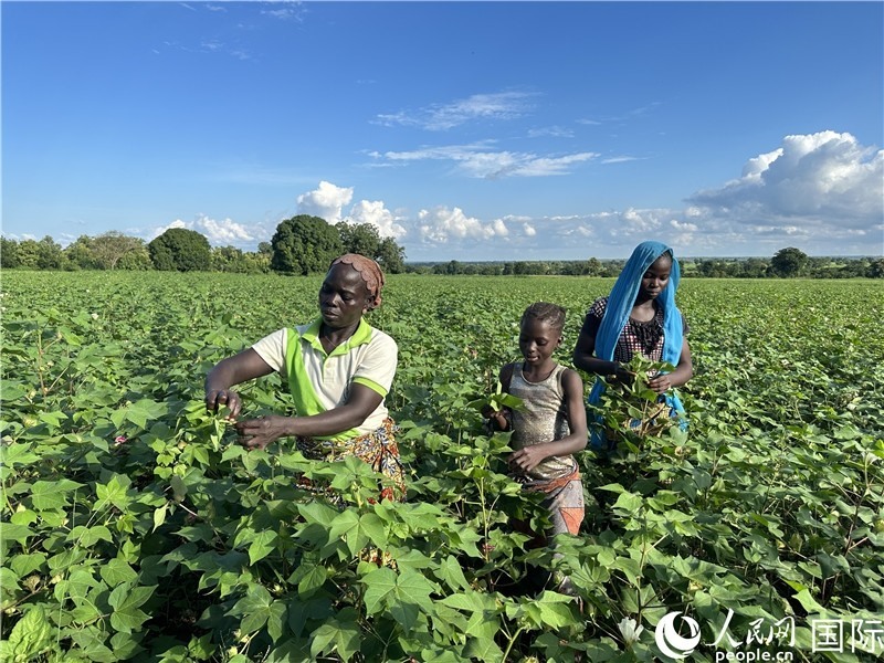 當?shù)孛揶r(nóng)在麥田里勞作。人民網(wǎng)記者 黃培昭攝