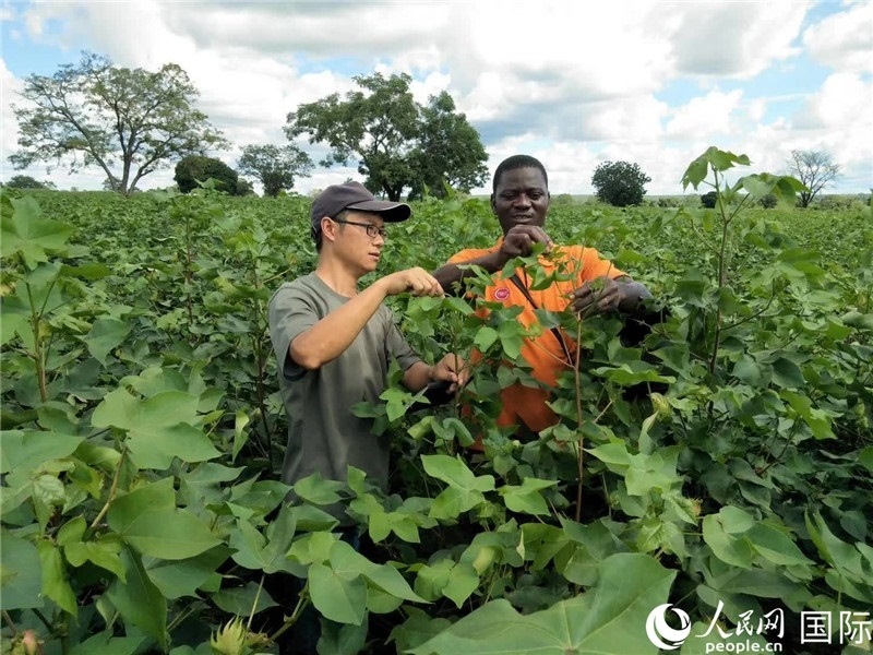 首小勇指導當?shù)剞r(nóng)民種植棉花。人民網(wǎng)記者 黃培昭攝