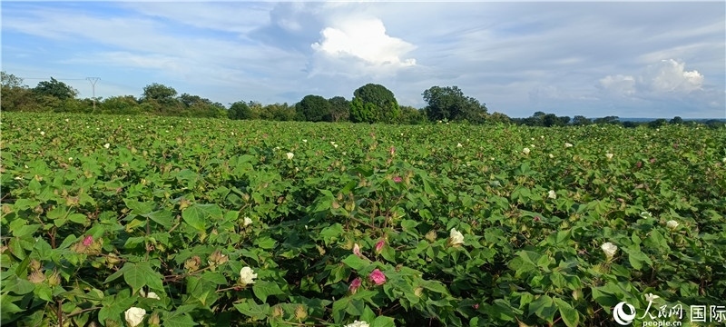 中國技術(shù)培養(yǎng)的當?shù)孛藁ㄌ?。人民網(wǎng)記者 黃培昭攝