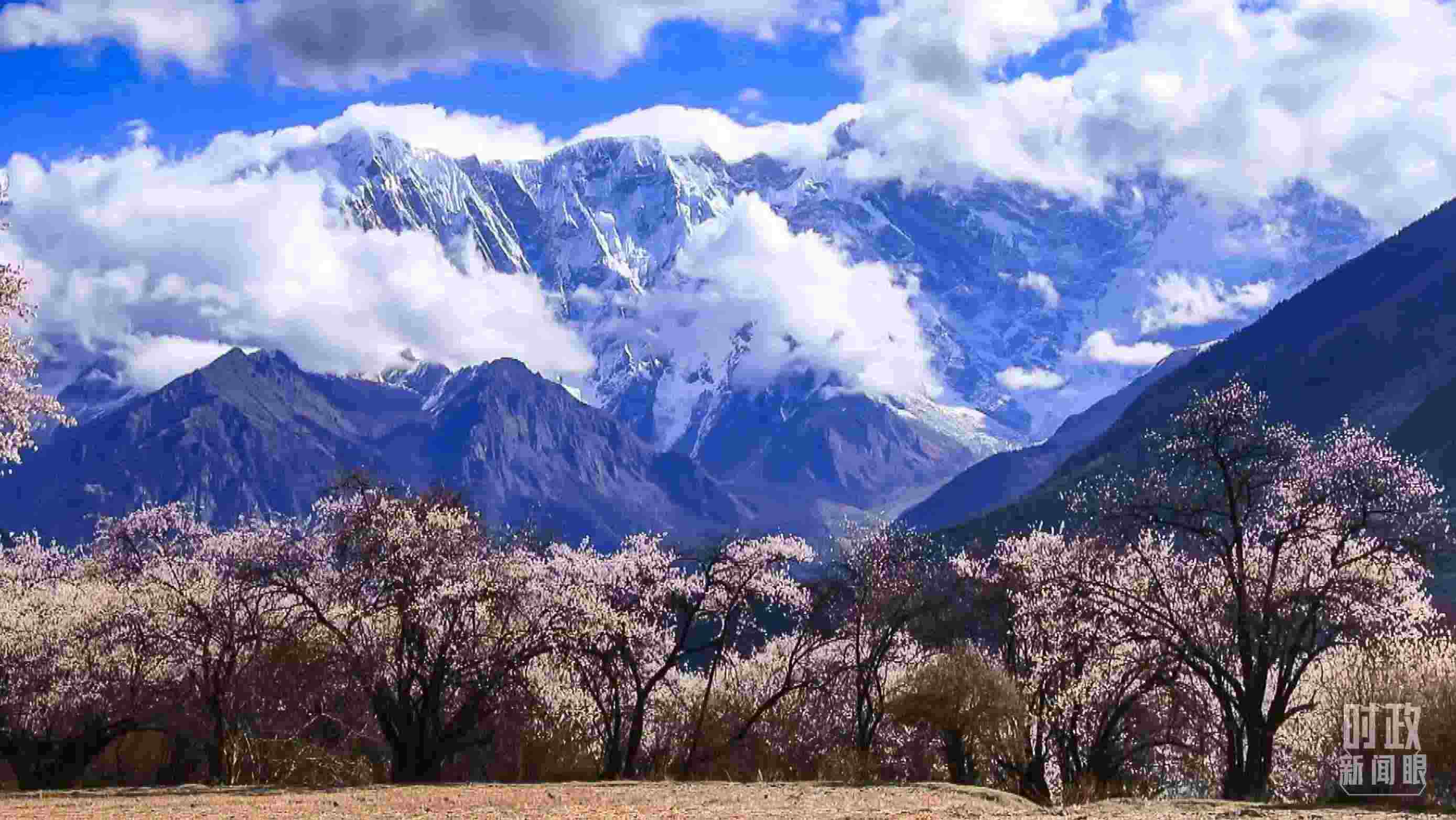 △西藏林芝。（總臺(tái)記者李旭拍攝）