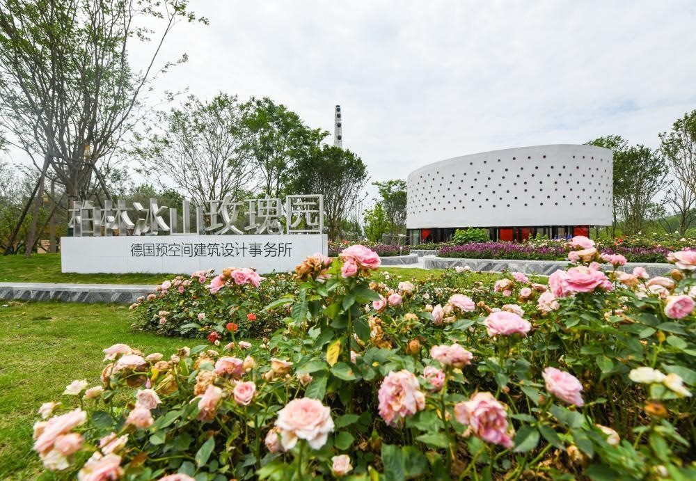 這是2024年4月22日拍攝的成都世園會主會場德國柏林冰山玫瑰園。新華社記者 王曦 攝