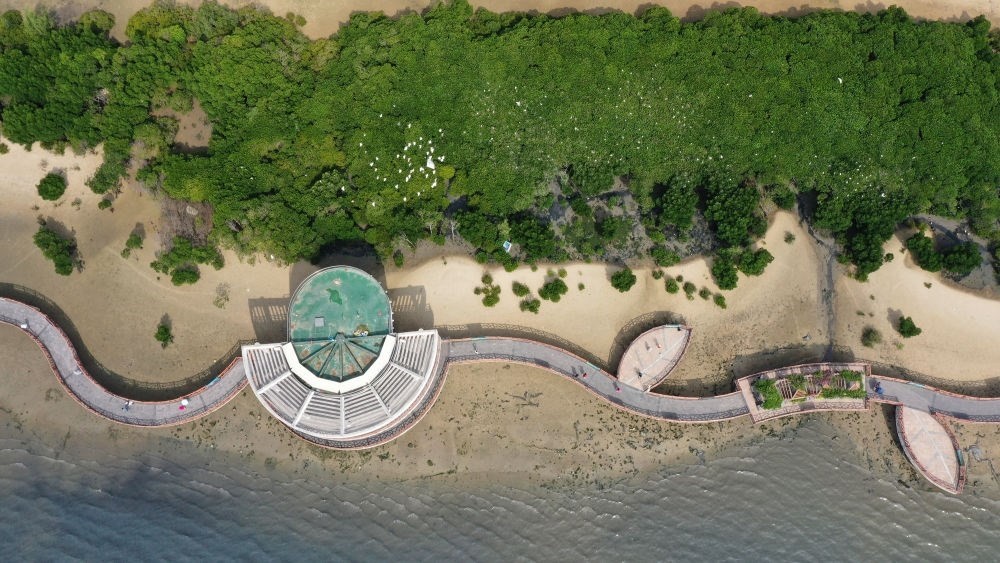 俯瞰廣東湛江市區(qū)海邊的紅樹(shù)林（2023年5月25日攝，無(wú)人機(jī)照片）。