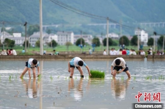 圖為5月21日，綏陽縣旺草中學(xué)學(xué)生在旺草萬畝大壩體驗(yàn)插秧。唐哲 攝