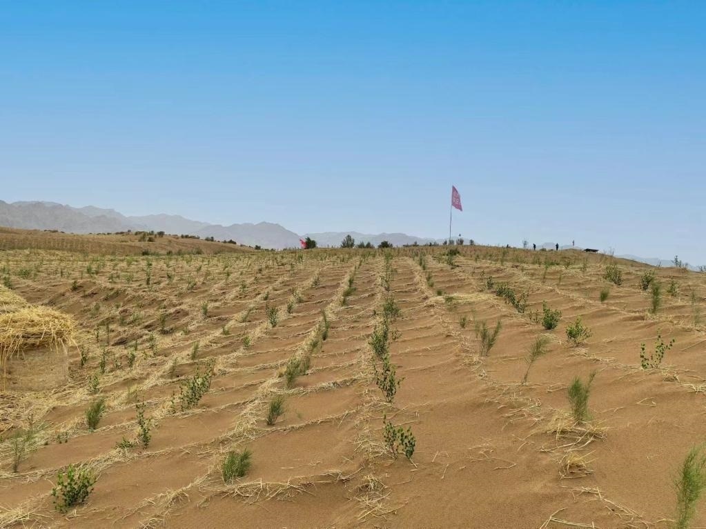 內(nèi)蒙古巴彥淖爾市杭錦后旗治沙新品種沙木蓼和四翅濱藜苗木示范區(qū)。新華社記者 李云平 攝