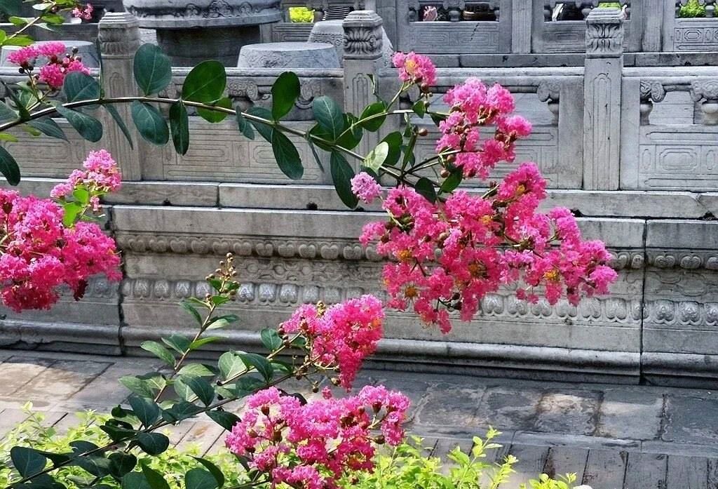 夏天的故宮一角。故宮博物院供圖