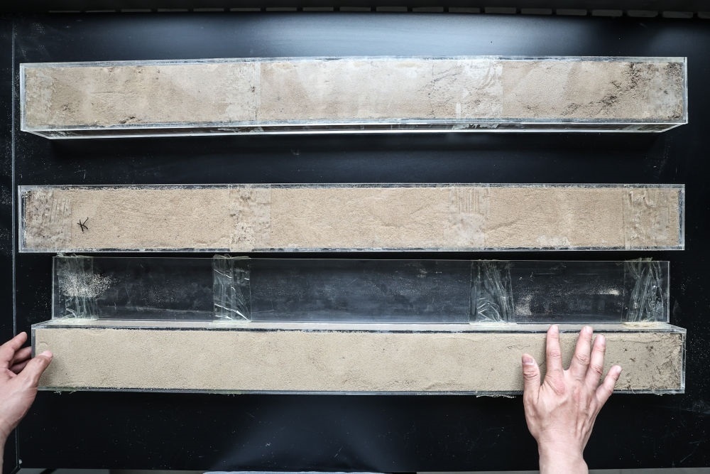 “草根博士”呂林有在遼寧省農(nóng)業(yè)科學(xué)院沙地治理與利用研究所章古臺(tái)基地實(shí)驗(yàn)室整理提取的沙地土壤剖面樣本（2024年5月30日攝）。新華社記者 潘昱龍 攝