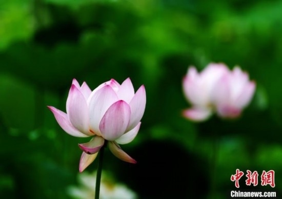 6月19日，時(shí)值一年畢業(yè)季，四川大學(xué)望江校區(qū)荷花池里的荷花盛開(kāi)，成為了畢業(yè)生們的打卡圣地，吸引了眾多畢業(yè)生拍照留念。圖為盛開(kāi)的荷花。中新社記者 安源 攝