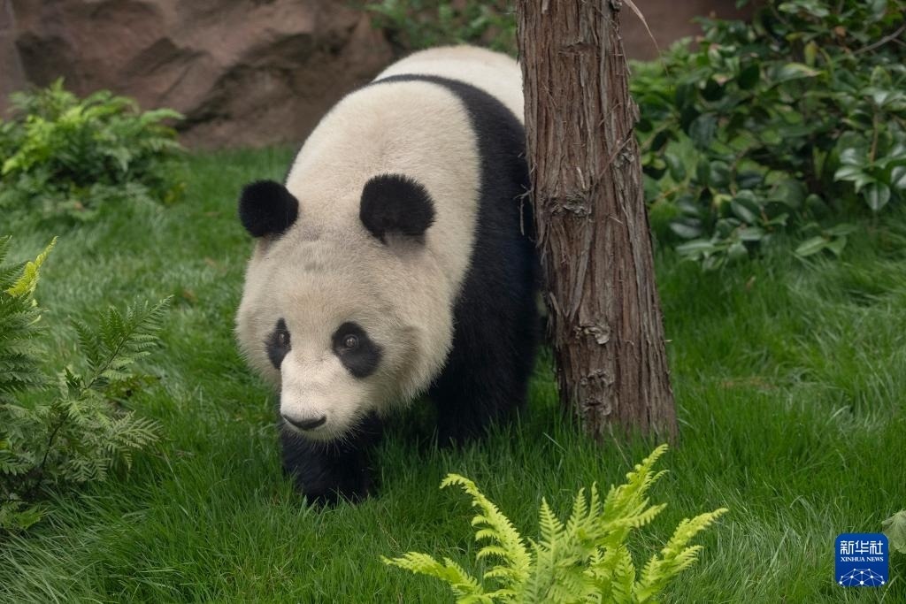 這是美國加利福尼亞州圣迭戈動物園7月19日發(fā)布的大熊貓“鑫寶”在動物園新家的照片。新華社發(fā)（圣迭戈動物園供圖）