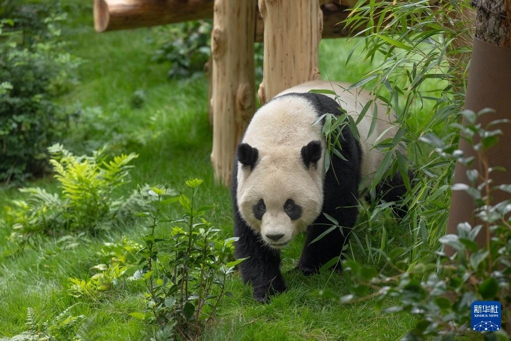 這是美國加利福尼亞州圣迭戈動物園7月19日發(fā)布的大熊貓“云川”在動物園新家的照片。新華社發(fā)（圣迭戈動物園供圖）