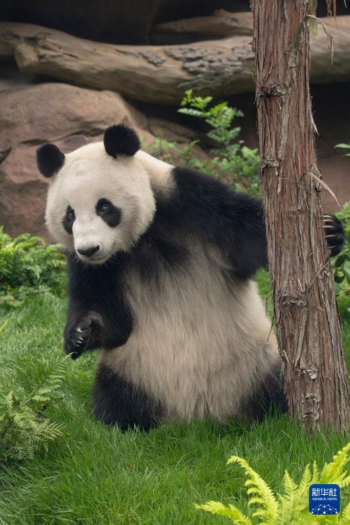 這是美國加利福尼亞州圣迭戈動物園7月19日發(fā)布的大熊貓“鑫寶”在動物園新家的照片。新華社發(fā)（圣迭戈動物園供圖）