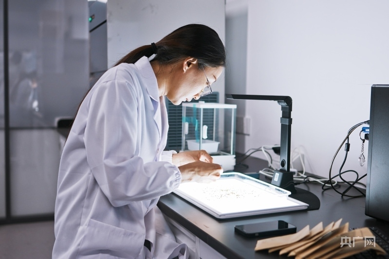 科研人員在實驗室進行考種工作(央廣網記者 張羲輪 攝)